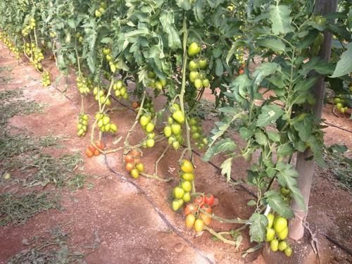 Jornada de puertas abiertas de tomate de MedHermes