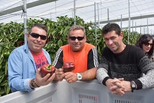 Los pimientos California de Hazera Machado y Ochoymedio se lucen ante los agricultores del Poniente