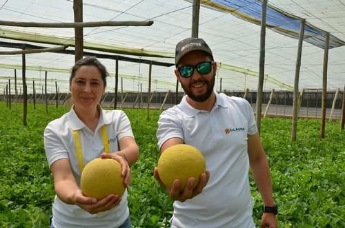 Terral, melón galia de HM Clause, demuestra su uniformidad de fruto en El Ejido