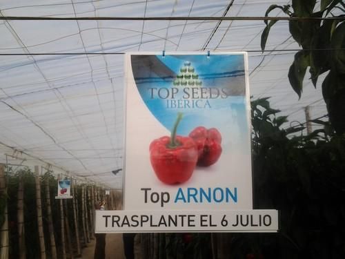 Jornada de puertas abiertas de Top Seeds para presentar Arnon y Arrod, dos California rojos