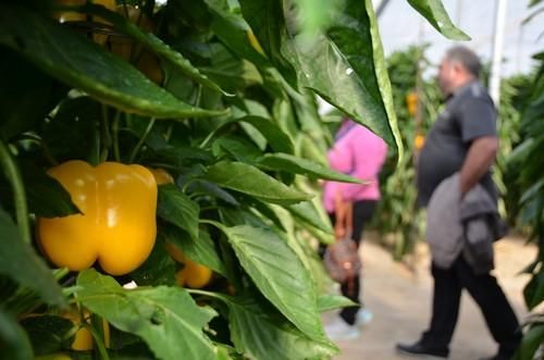 Los pimientos California de HM.CLAUSE vuelven a congregar a cientos de agricultores del Poniente