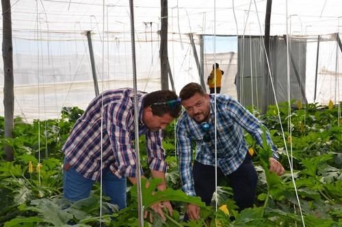 HM Clause muestra su última novedad en calabacín, Mítica, en unas jornadas de campo