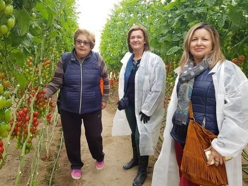 Cientos de agricultores se interesan por los tomates de HM.CLAUSE en dos días de jornadas