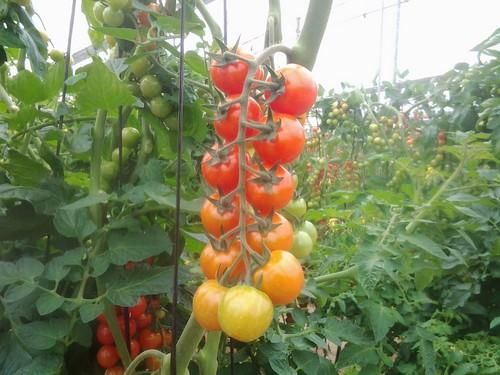 Jornadas de Puertas Abiertas de tomate de Rijk Zwaan en Níjar