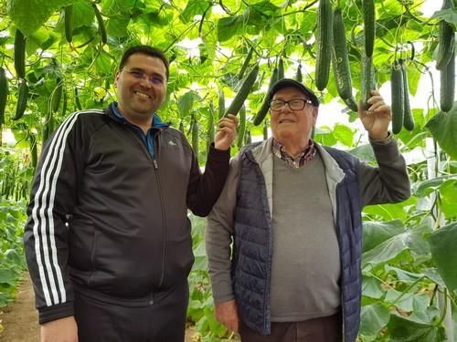 Caoba se suma a Mitre y Tejo en el catálogo de pepinos SmartQ de Semillas Fitó