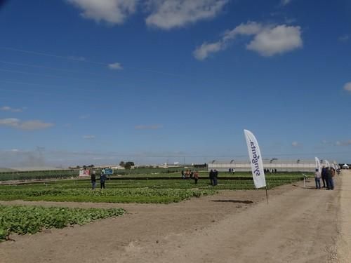Syngenta presenta sus novedades en lechuga en sus 'Open Days Salads'