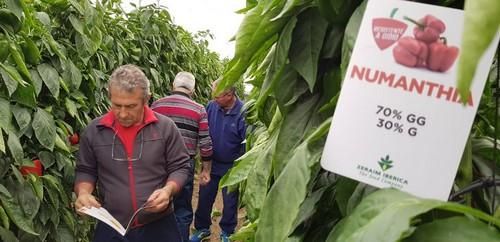 Los agricultores responden a la llamada de Zeraim para conocer sus pimientos con resistencia a oídio