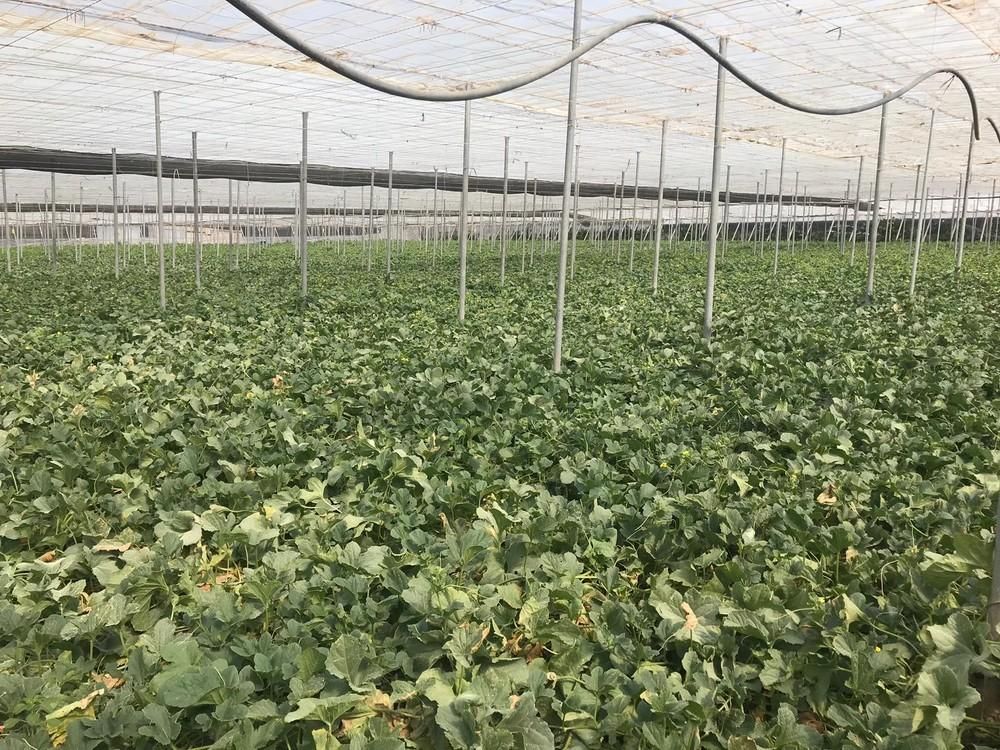 Akira Seeds presenta su melón piel de sapo Akimel
