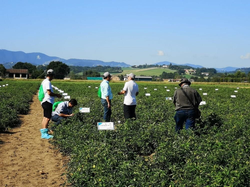 ISI Sementi celebra sus tradicionales Field Days en Italia hasta el 2 de agosto
