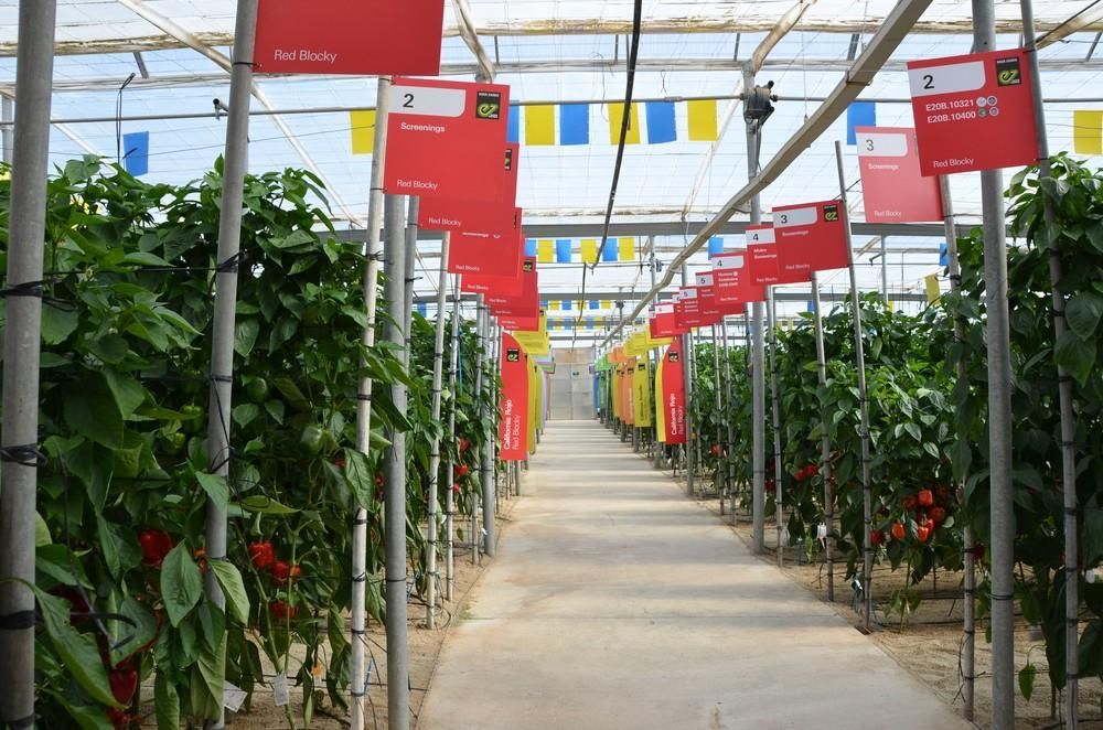 House Fair de Enza Zaden España 2019