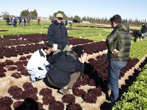 Jornadas Internacionales de Cultivos  de Invierno al Aire Libre de Rijk Zwaan