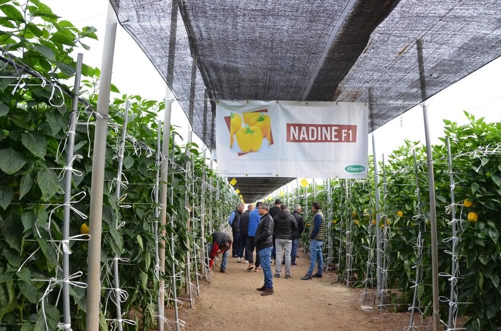 Vilmorin muestra sus California amarillo Eglantine F1 y Nadine F1 en unas jornadas de campo