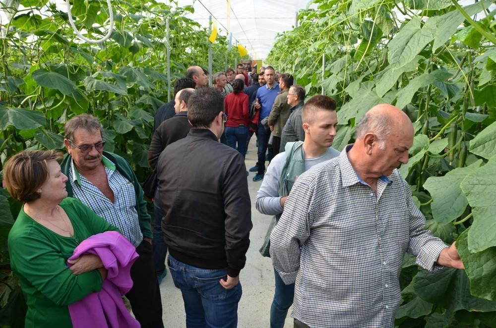 Syngenta rejuvenece su catálogo de pepino con variedades para cubrir todo el ciclo