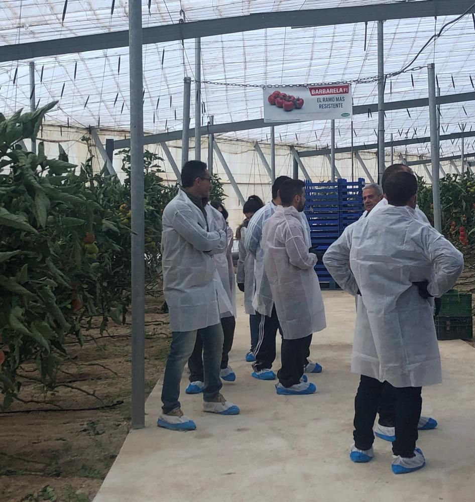 Vilmorin realiza unas jornadas en Níjar para mostrar el buen comportamiento de su tomate Barbarela
