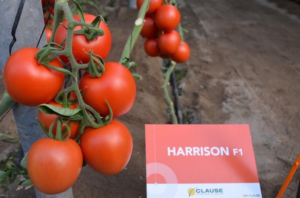 Harrison protagoniza las jornadas para técnicos de HM.CLAUSE en su finca vitrina