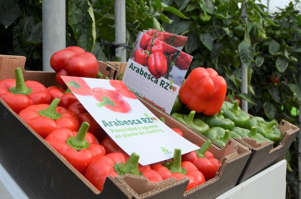 Rijk Zwaan presenta Arabesca RZ, el California rojo que aporta la más amplia gama de resistencias