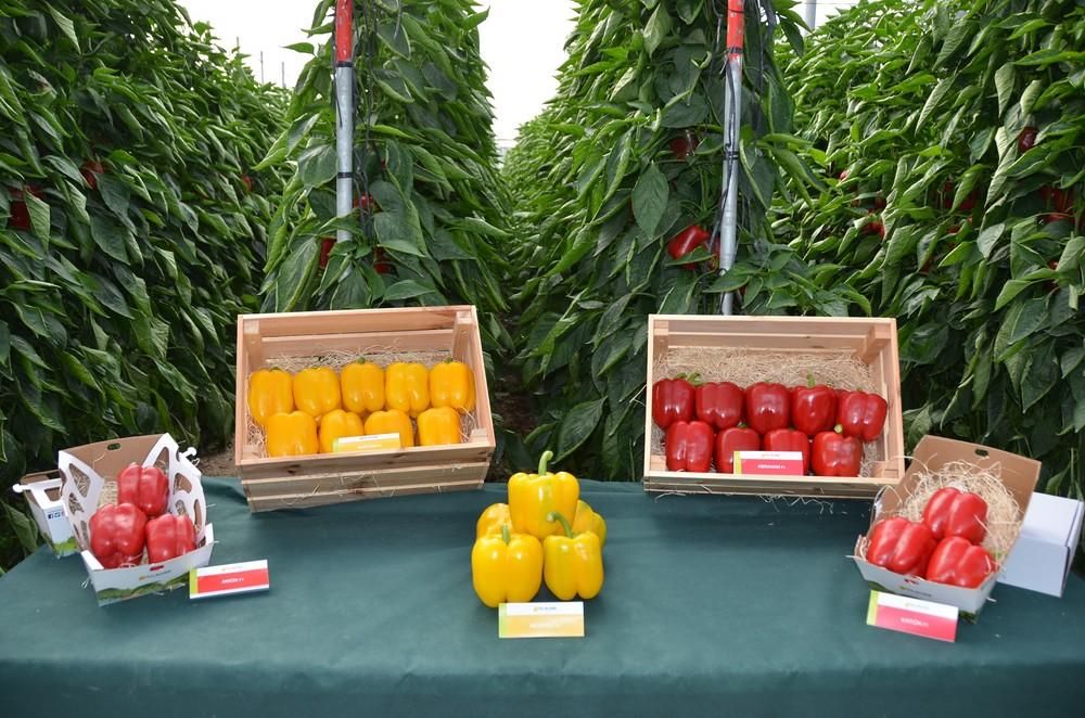HM Clause muestra sus novedades en California en su finca vitrina de Las Norias