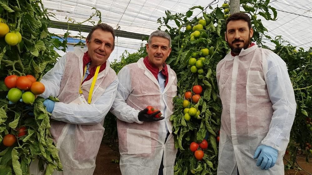 Los agricultores del Poniente conocen a Harrison, el tomate pera de HM.CLAUSE con calibre y color