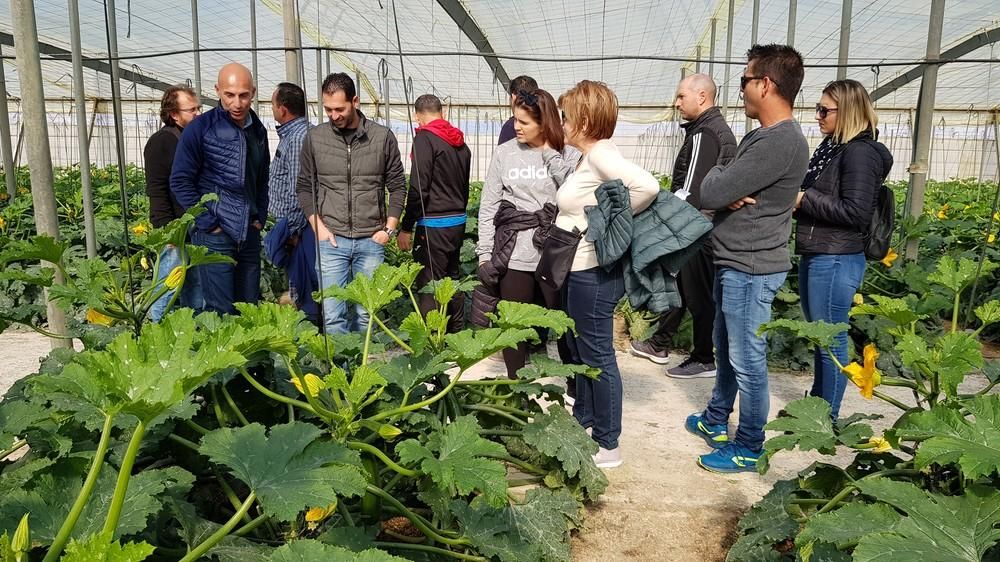 Icarus, el nuevo calabacín de Syngenta con gran postcosecha