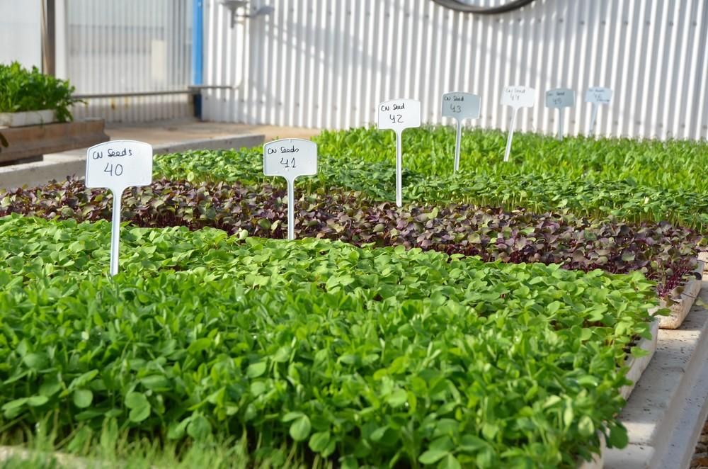 CN Seeds presenta sus novedades en hierbas, babyleaf, microgreen y verduras orientales
