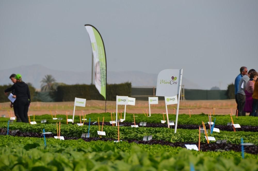 International Field Days 2020 de Rijk Zwaan