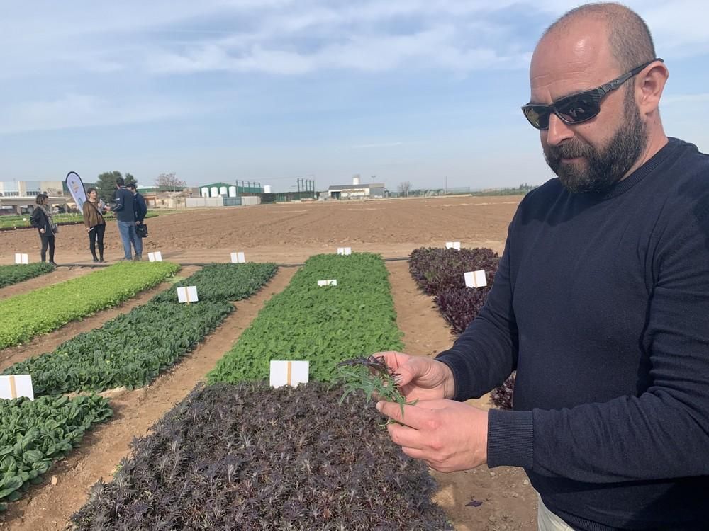 Vilmorin celebra su Open Day Leafy en su centro de La Palma, en Murcia