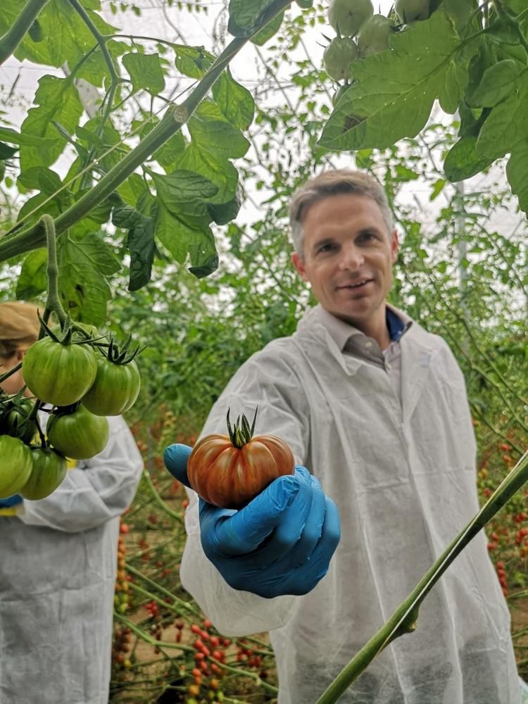 Semillas Fitó muestra su gama de cherries en unas jornadas