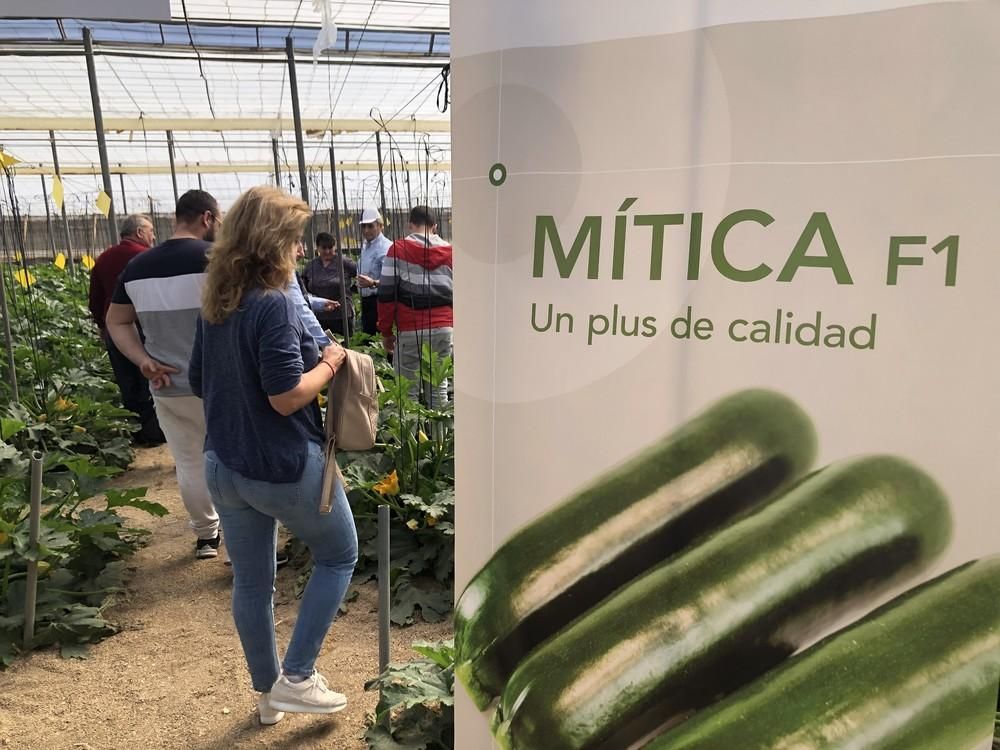HM CLAUSE muestra a los agricultores su variedad de calabacín Mítica F1 en unas jornadas de campo