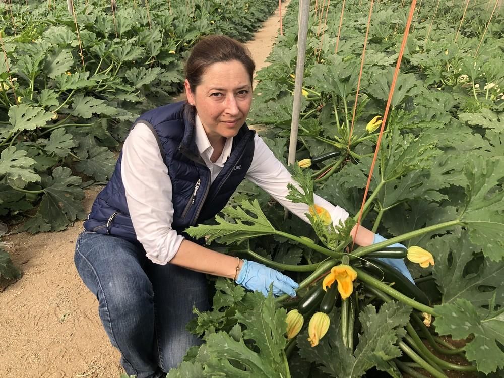HM. CLAUSE luce su calabacín Mítica F1 entre los agricultores del Levante