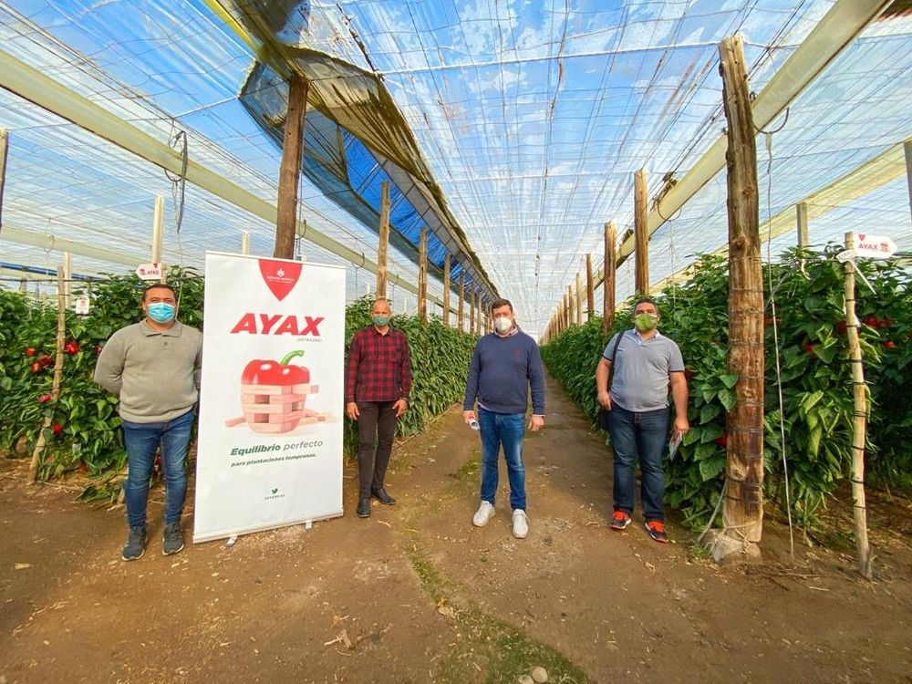 Zeraim presenta sus novedades en pimiento California, Ayax y Barrera