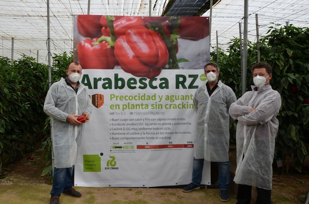 Rijk Zwaan muestra en campo Arabesca RZ, el California de garantía durante todo el ciclo
