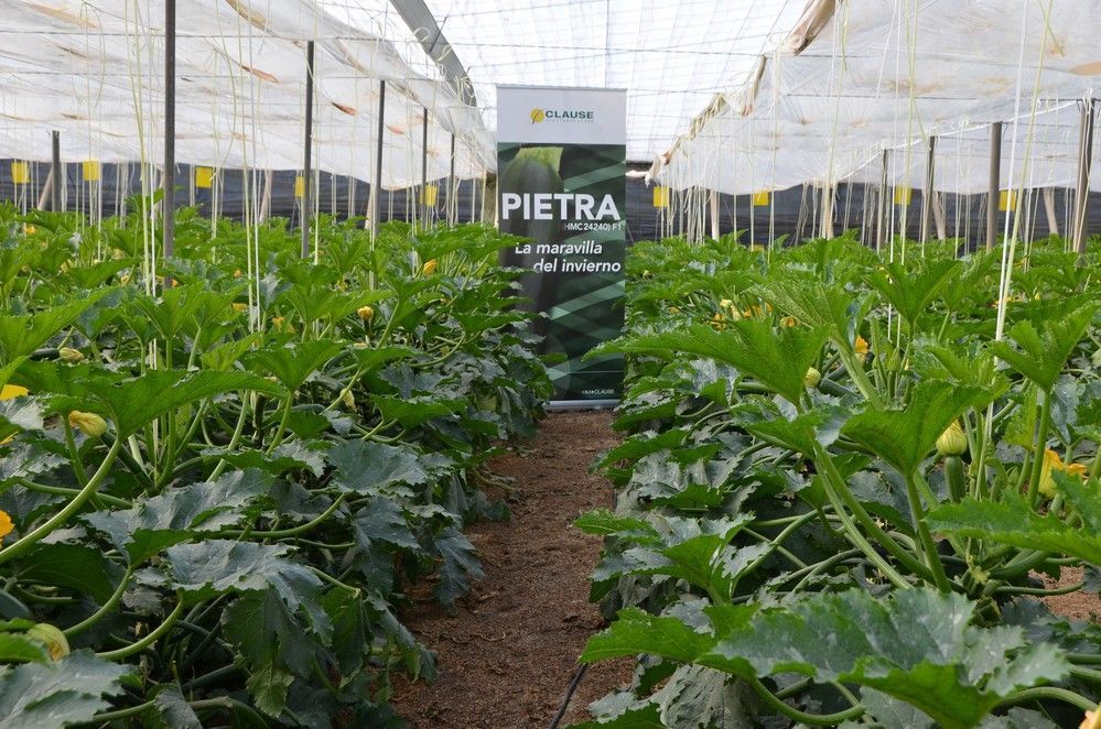 Pietra se presenta a los productores de calabacín bajo el sello de calidad y producción de HM.CLAUSE