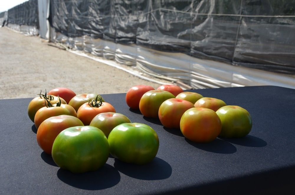 Los agricultores del Poniente conocen Alvalade RZ, el beef de calidad y calibre para noviembre