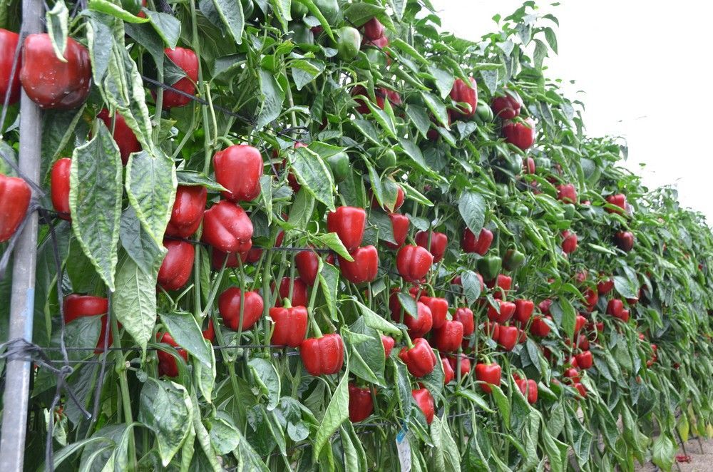 Hazera España muestra la gran productividad de su California rojo Machado