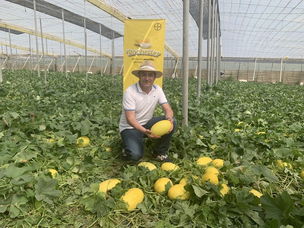 Seminis presenta sus novedades en melón amarillo y en cantaloup, Rochester y Sugarkech