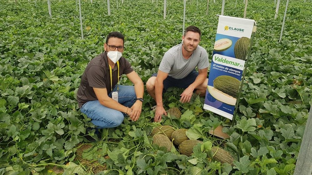 Valdemar, el melón con las características del líder en el campo pero con más resistencias