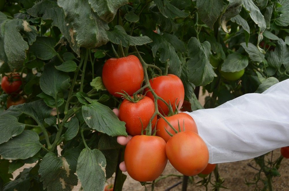 Sargento, el tomate pera con calibre de HM.CLAUSE, se presenta en unas jornadas de campo