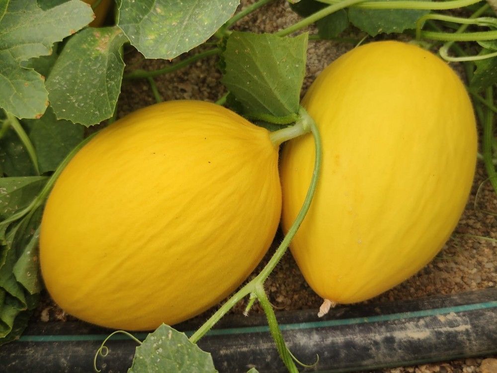 Meridiem Seeds presenta Brandy, su última novedad en melón