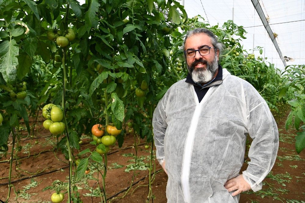 Llega Ibeth, el tomate de Syngenta con cinco resistencias, entre ellas al ToBRFV