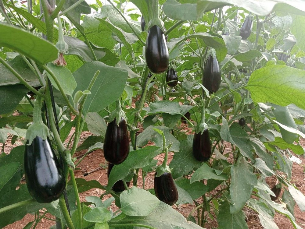 La berenjena Olimpia se consolida como una de las mejores opciones para el agricultor