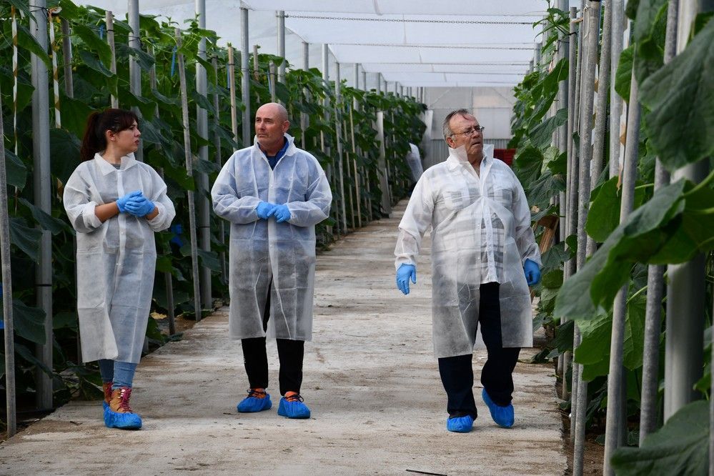 Siriana, el pepino holandés de Syngenta con resistencia a CGMMV y Nueva Delhi