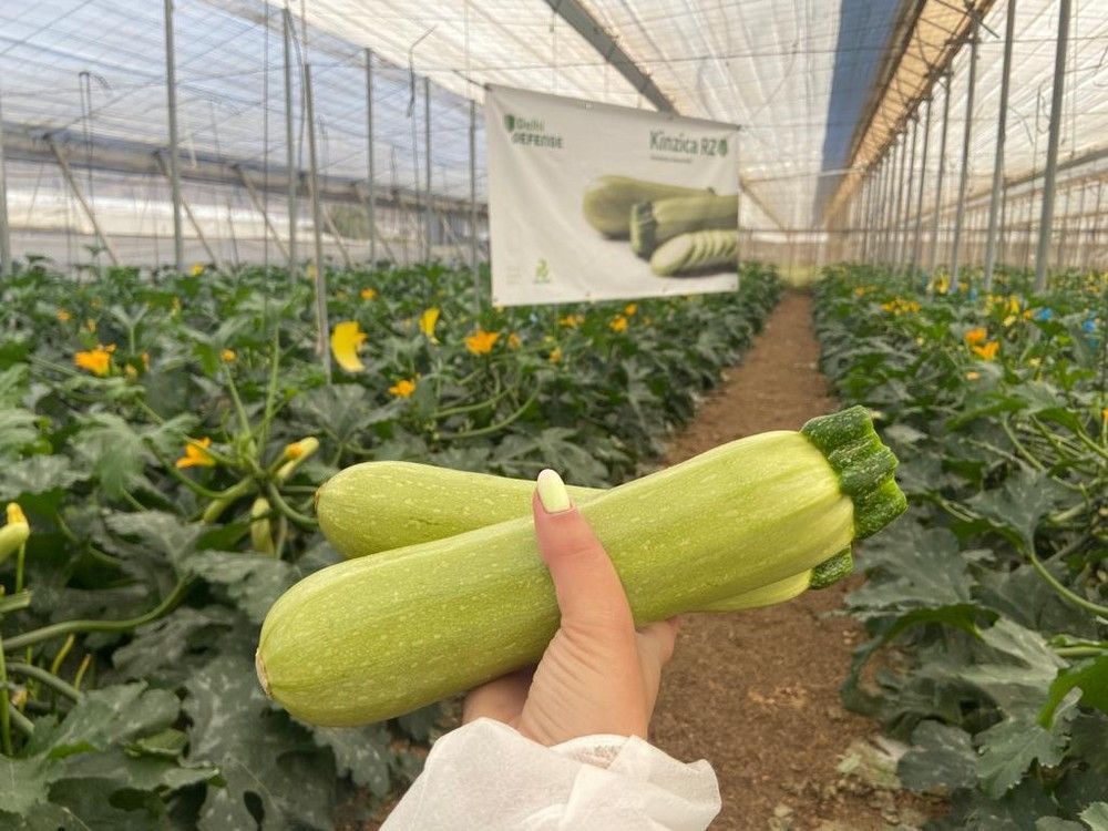 Rijk Zwaan presenta su nuevo calabacín blanco con resistencia a Nueva Delhi, Kinzica RZ