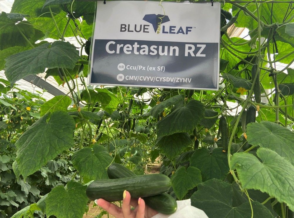 Rijk Zwaan presenta sus novedades blueleaf en pepino mini, francés y español