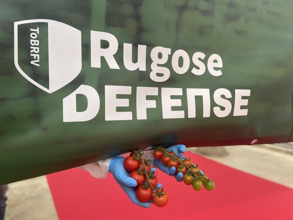 Rijk Zwaan muestra en campo sus soluciones al rugoso en su evento Tomeet