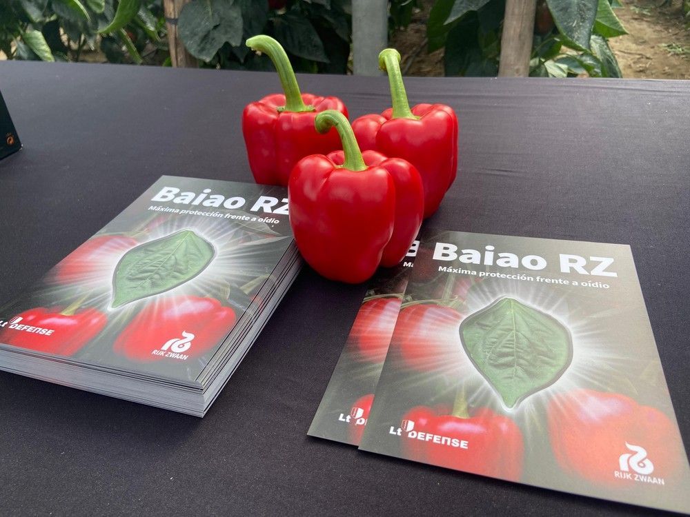 Rijk Zwaan presenta Baiao RZ, el nuevo California temprano con máxima resistencia a oídio