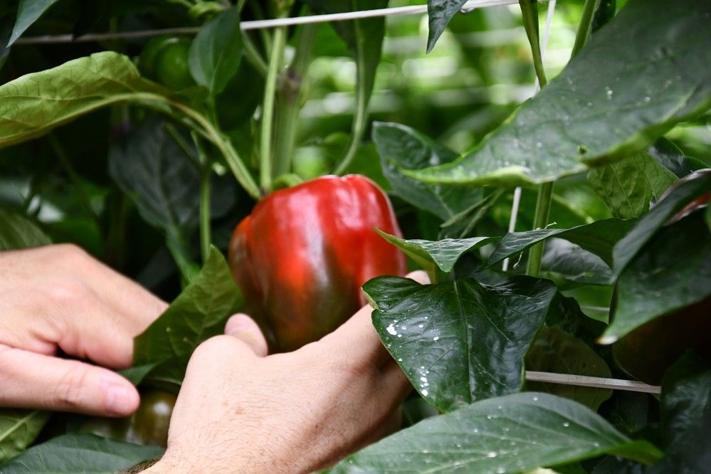 Corozal, el California rojo de Meridiem Seeds con resistencia a nematodos y ceniza