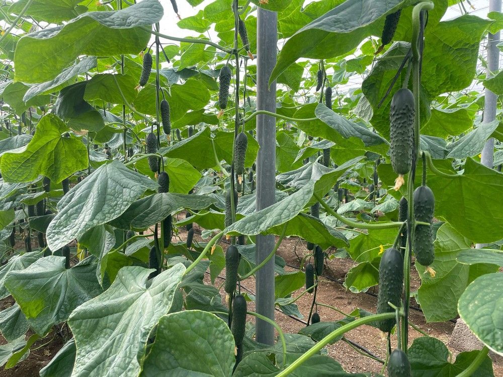 CapGen Seeds presenta a Martínez, su última novedad en pepino corto