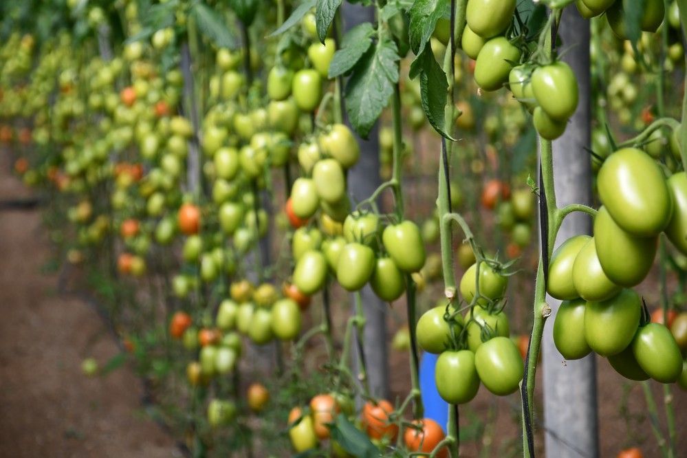 Arondir, el tomate pera de Top Seeds, demuestra que siempre sale adelante