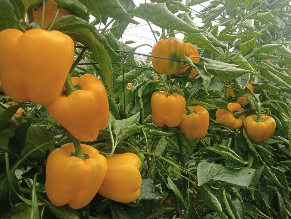 Sadoc, el California amarillo con resistencia a ceniza, protagoniza las novedades de Top Seeds