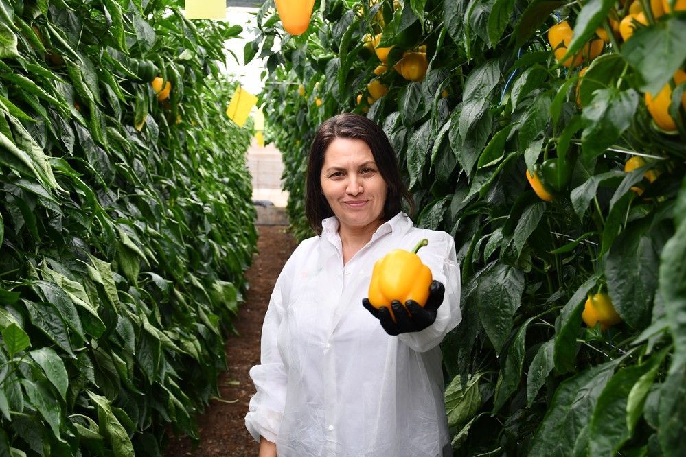 California amarillo Velar, de Hazera, una apuesta segura para tardío
